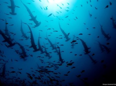 A América Latina e o Caribe representam 24% das ecorregiões terrestres e 19% das marinhas do mundo, mas apenas metade dos biomas presentes no território atinge ou excede 17% de proteção. Foto: © Parque Nacional Galápagos