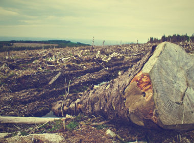 Dia Internacional das Florestas reforça urgência contra o desmatamento