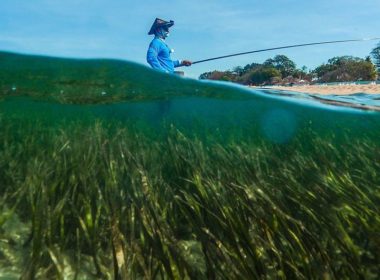 Algas marinhas são uma solução baseada na natureza extremamente eficaz para as mudanças climáticas