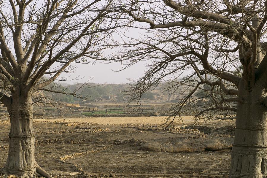 Paisagem de seca no Mali mostra efeitos das mudanças climáticasFoto: © Curt Carnemark/Banco Mundial 