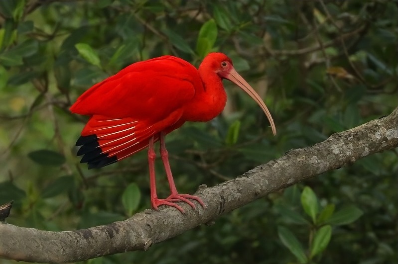 Guará_Leonardo Casadei_WikiAves.