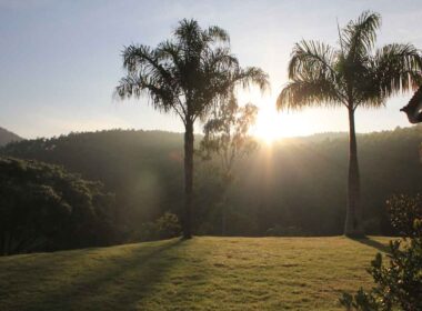 Preservação da Mata Atlântica é de fundamental importância para a biodiversidade/Foto: Dane Crivellaro/Unsplash