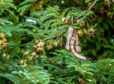 A goma extraída das sementes dos tamarindos (foto) está sendo usada para fazer um plástico derivado de plantas e biodegradável/Foto: © Nucha Palalay / EyeEm / Getty Images