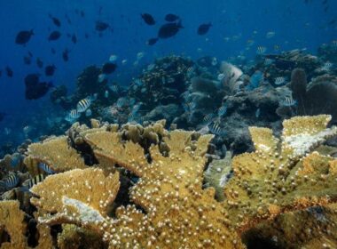 Colônia de coral Elkhorn, uma espécie quase extinta no Caribe. Foto: © Philip Hamilton/Ocean Image Bank