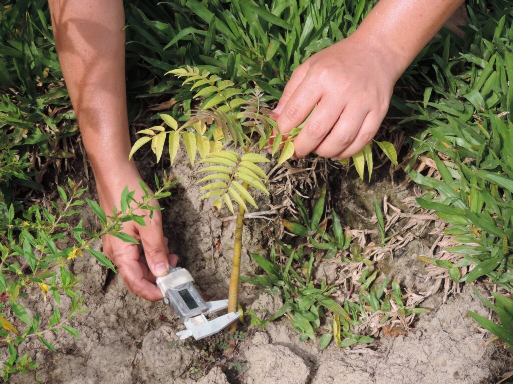 Mais de 160 mil mudas de 70 diferentes espécies nativas foram plantadas em áreas públicas e privadas selecionadas 