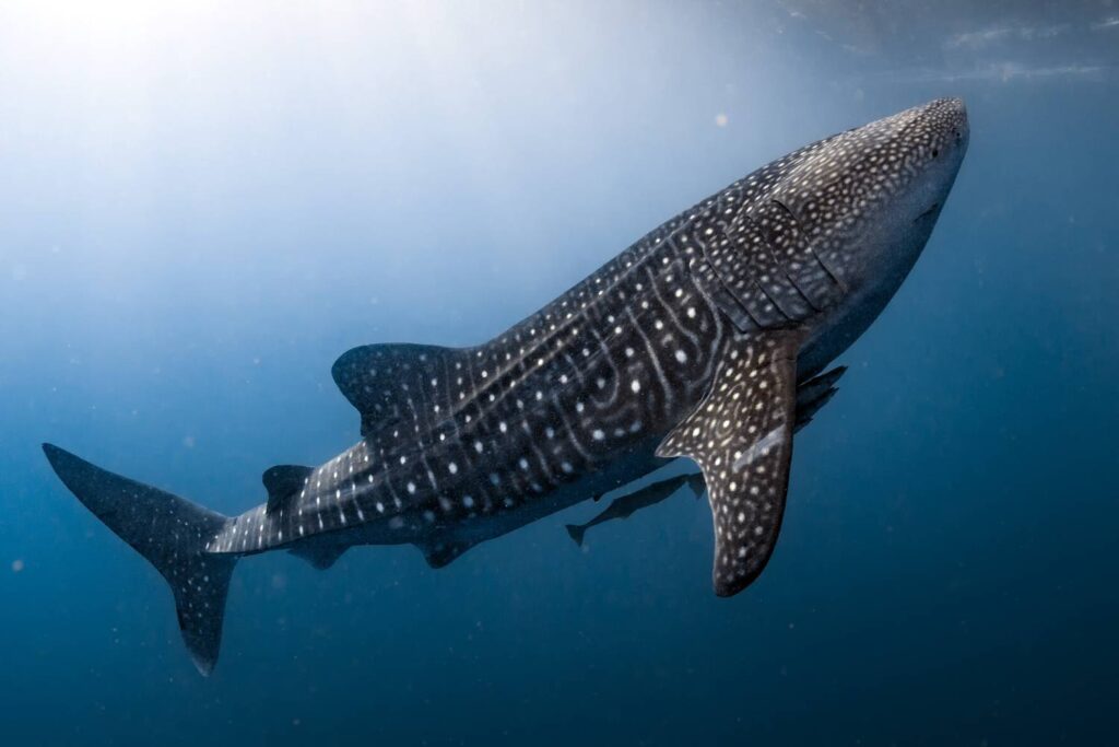Tubarão-baleia - Foto - Shutterstock