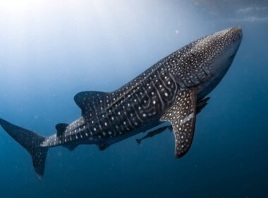 Tubarão-baleia - Foto - Shutterstock