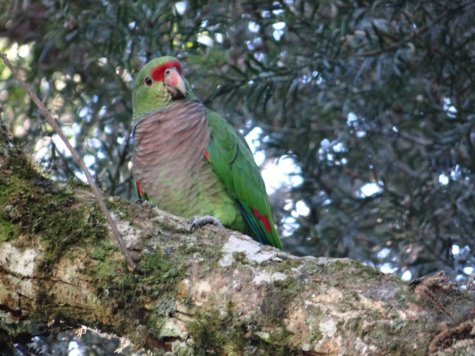 Grande Reserva Mata Atlântica abriga espécies endêmicas e ameaçadas de ...