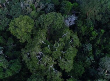 Evento antecede Cúpula da Amazônia, que reunirá chefes de Estado