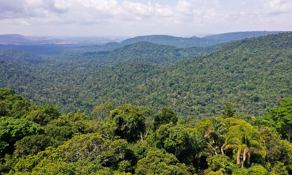 Movimento Impacta Amazônia visa a preservação da floresta/Foto: TV Brasil