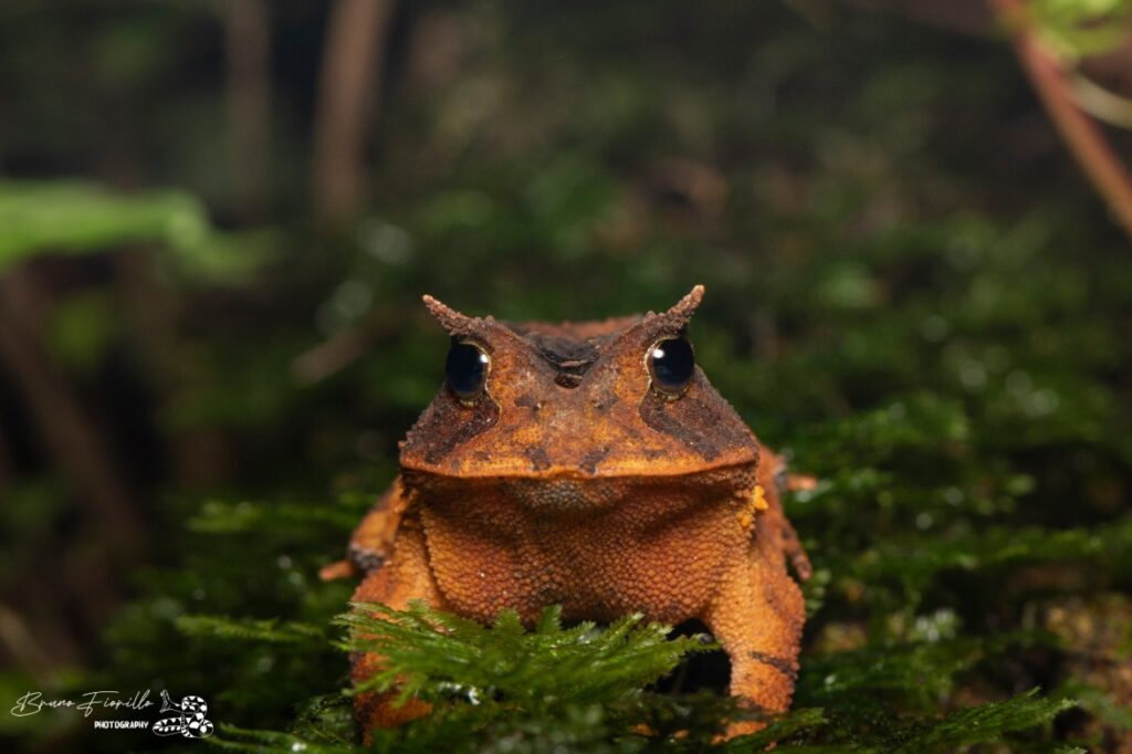 No momento em que o animal é avistado, os pesquisadores falam sobre as características e comportamentos da espécie encontrada. Olhos e ouvidos atentos ainda podem render boas fotos.