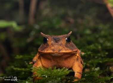 No momento em que o animal é avistado, os pesquisadores falam sobre as características e comportamentos da espécie encontrada. Olhos e ouvidos atentos ainda podem render boas fotos.