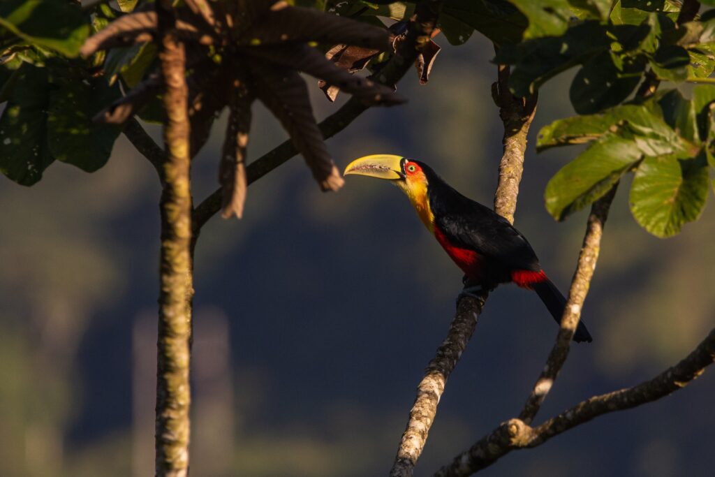 Tucano-bico-verde