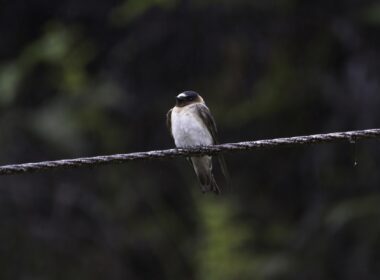 Andorinha-de-dorso-acanelado