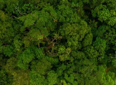 Programa para o plantio de espécies nativas ameaçadas de extinção quer espalhar mudas na paisagem do litoral do Paraná