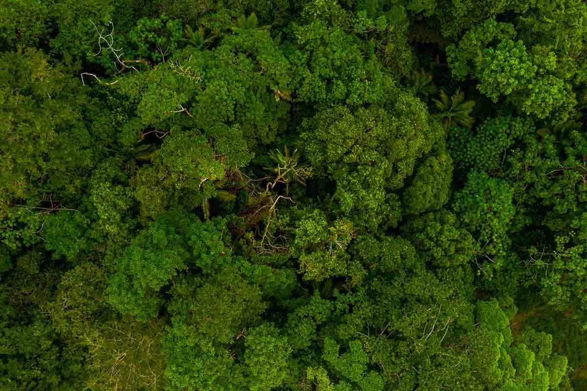 Programa para o plantio de espécies nativas ameaçadas de extinção quer espalhar mudas na paisagem do litoral do Paraná