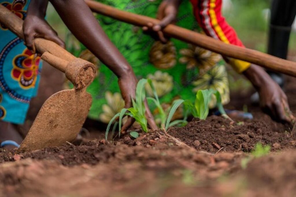 Além das vantagens imediatas para as crianças, as modificações nas iniciativas globais de alimentação escolar podem gerar ações ambientalmente sustentáveis impulsionadas pela demanda local nos sistemas alimentares. Foto: © WFP/Arete/Fredrik Lerneryd.