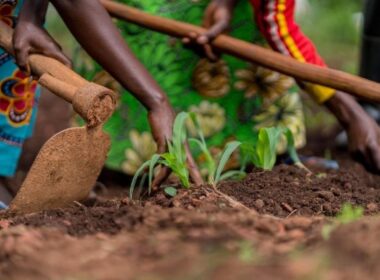 Além das vantagens imediatas para as crianças, as modificações nas iniciativas globais de alimentação escolar podem gerar ações ambientalmente sustentáveis impulsionadas pela demanda local nos sistemas alimentares. Foto: © WFP/Arete/Fredrik Lerneryd.