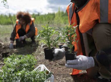 Reflorestamento de vegetação nativa é um dos principais objetivos