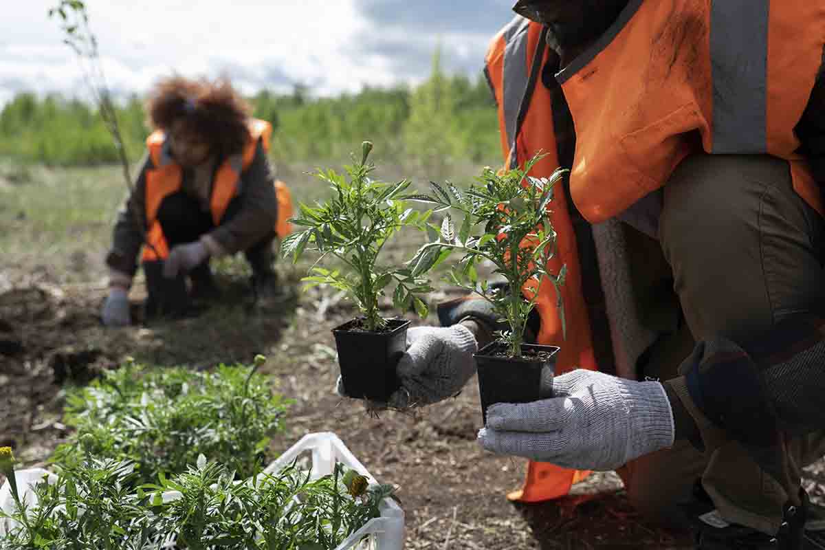 Reflorestamento de vegetação nativa é um dos principais objetivos