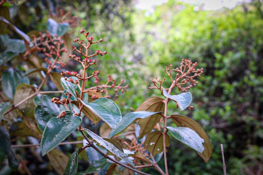 Canela de Velho, uma das plantas medicinais produzidas no Quilombo Cangula