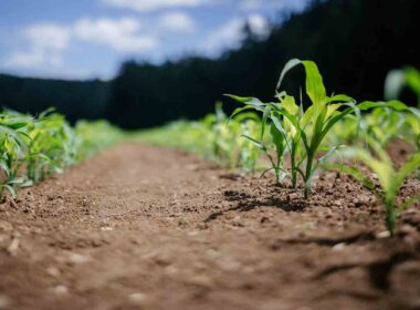 Câmara temática terá a agricultura sustentável como foco