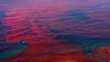 Fenômeno natural identificado como Maré Vermelha. O problema tem causado intoxicação em banhistas e surfistas