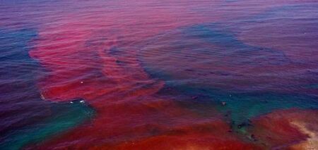 Fenômeno natural identificado como Maré Vermelha. O problema tem causado intoxicação em banhistas e surfistas