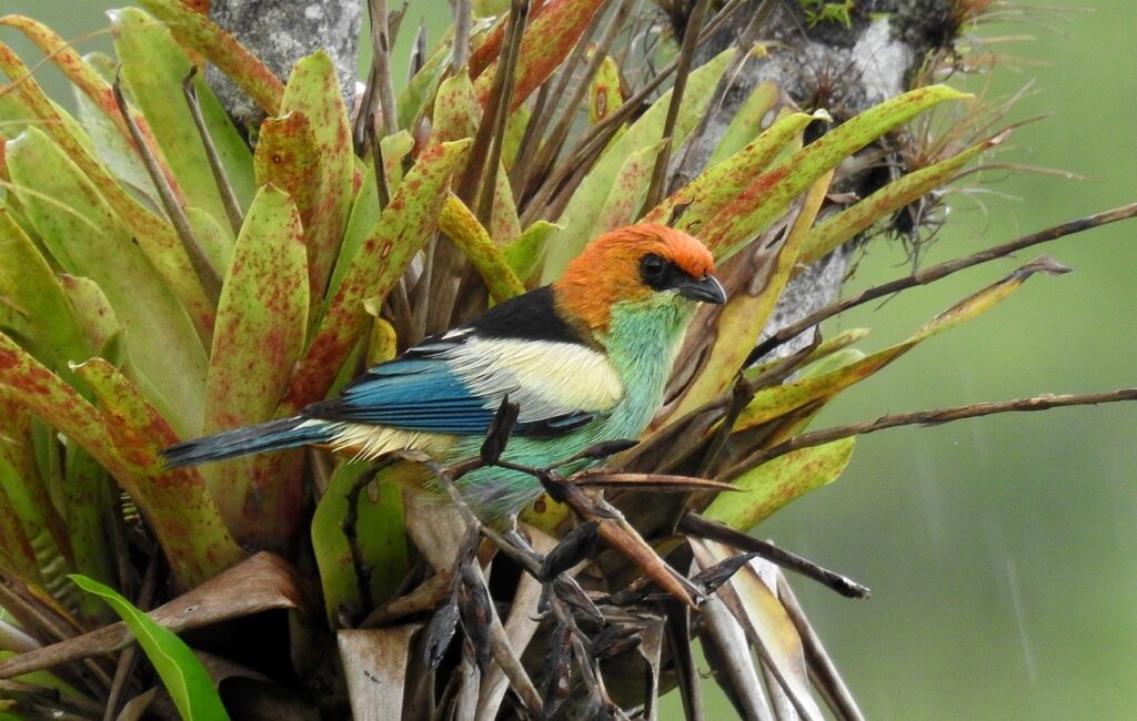 Registro de uma Saíra Sapucaia – Ornithos Live Cams