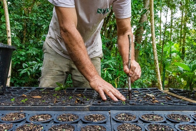 Serão aproximadamente 11,3 km de linhas de plantios nas áreas de enriquecimento. 