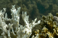 Os corais do Atlântico Sul são essenciais para a sobrevivência da biodiversidade marinha, comunidades costeiras, do desenvolvimento econômico brasileiro e do enfrentamento das mudanças climáticas