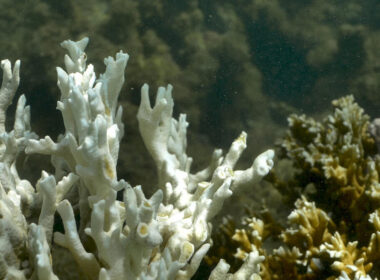 Os corais do Atlântico Sul são essenciais para a sobrevivência da biodiversidade marinha, comunidades costeiras, do desenvolvimento econômico brasileiro e do enfrentamento das mudanças climáticas