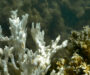 Novo episódio de branqueamento massivo de corais afeta recifes brasileiros