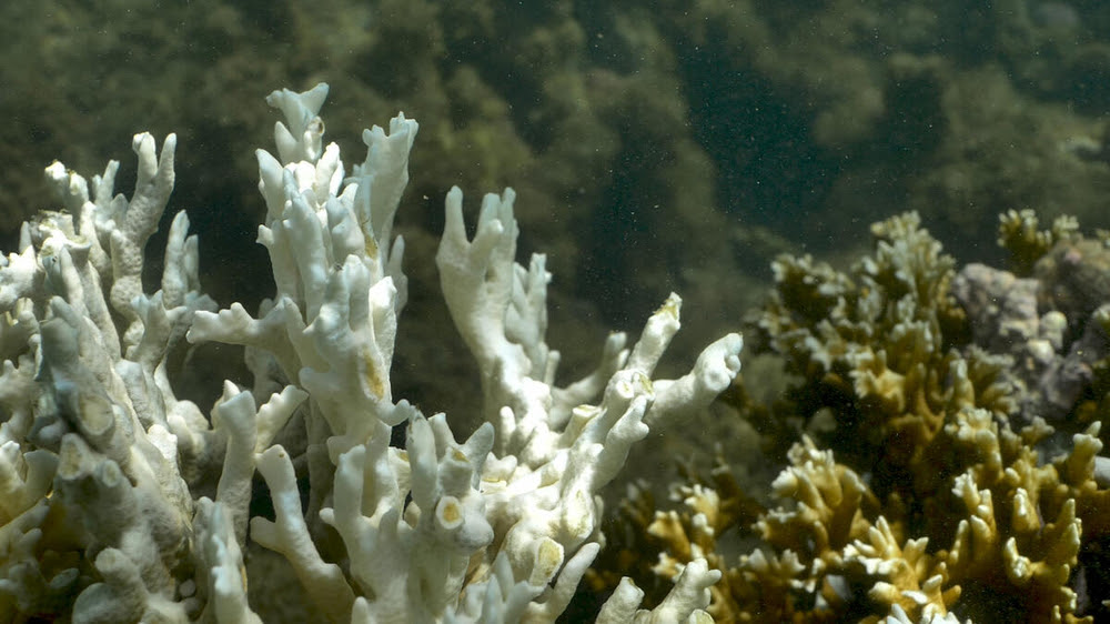 Os corais do Atlântico Sul são essenciais para a sobrevivência da biodiversidade marinha, comunidades costeiras, do desenvolvimento econômico brasileiro e do enfrentamento das mudanças climáticas