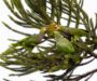 SPVS e Fundação Loroparque lançam mini doc sobre importância da conservação do papagaio-de-peito-roxo