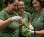 Fundação Florestal vai monitorar população de espécies nativas de papagaios da Mata Atlântica