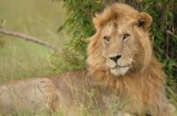 Leão macho na Reserva Masai Mara, Quênia