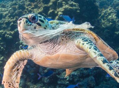 A poluição plástica nos oceanos do mundo está ameaçando a vida marinha