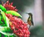 Dia Mundial da Conservação da Natureza destaca como dados científicos apoiam a proteção da biodiversidade