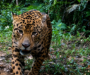 5 curiosidades sobre a fauna brasileira no inverno