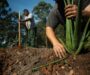 Projeto em SP mostra como plantar floresta na cidade também pode significar produzir alimentos