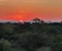 Dia da Amazônia: a biodiversidade mantém a floresta em pé