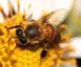 Entenda como as mudanças climáticas podem alterar relações entre abelhas e plantas