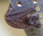 Animais “aterrorizantes” do Halloween ajudam a manter o equilíbrio da biodiversidade